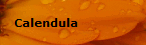 Calendula