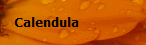 Calendula